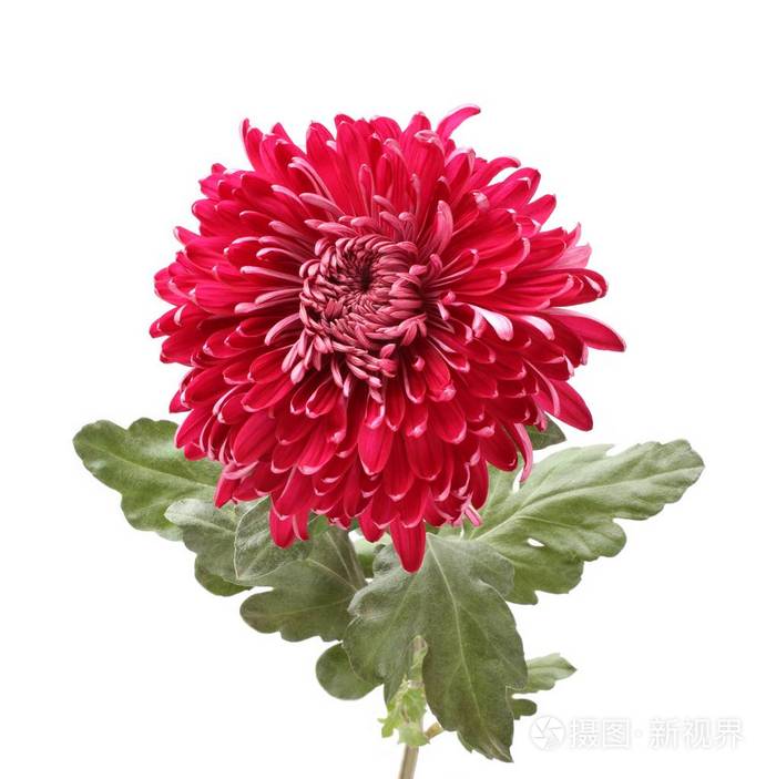 白色背景大红色菊花花