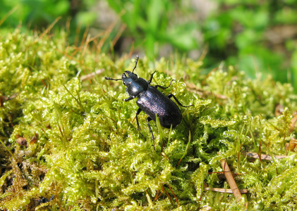 在 moss 中的蓝色甲虫