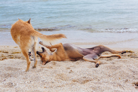 两只狗在海滩上玩