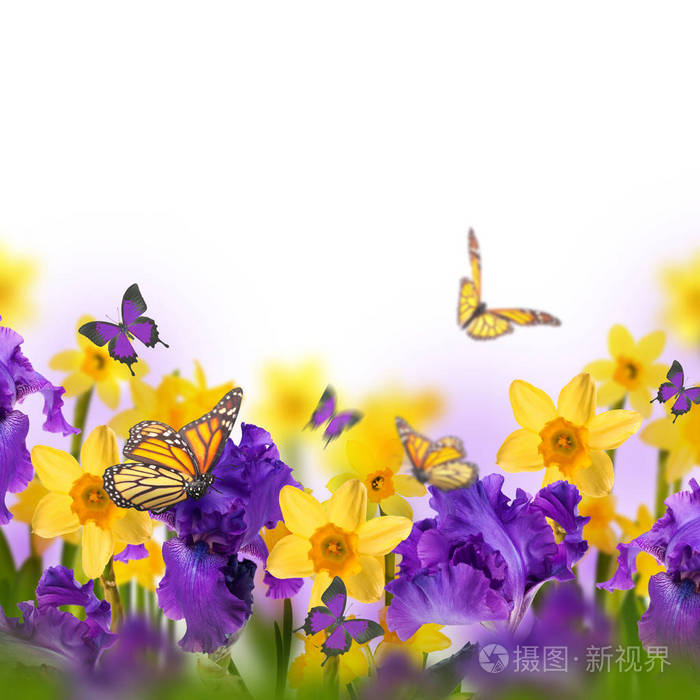 蝴蝶飞越紫罗兰鸢尾花与黄色水仙花在模糊的背景春天概念