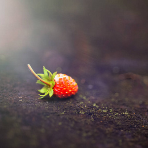 孤独的美丽, 红色的野草莓上模糊的黑暗背景。森林, 抽象背景以阳光