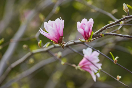 植物园紫玉兰芽的宏观研究图片