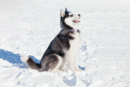 可爱的沙哑的狗在雪