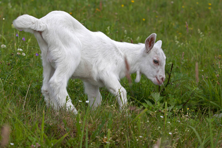 小白 goatling