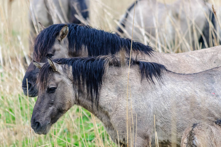 konik 特洛伊木马小马在 Oostvaardersplassen