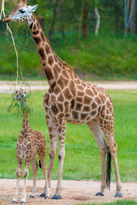 幼小婴孩长颈鹿与它的母亲, 非洲当地动物