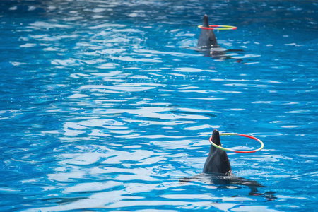 两只海豚在水族馆展出图片