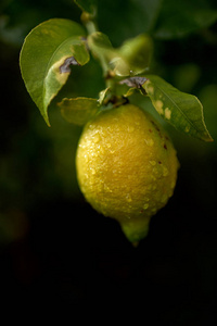 新鲜的柠檬, 上面有雨滴