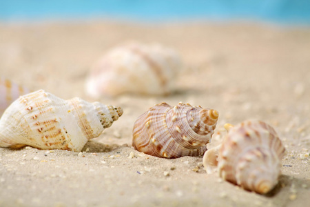 在沙子里的海洋蜗牛