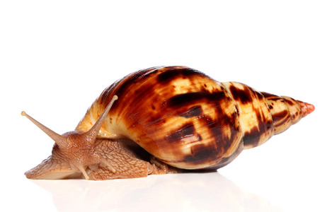 非洲大蜗牛褐图片
