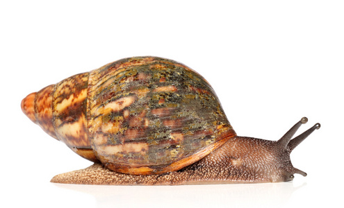 非洲大蜗牛褐爬网图片