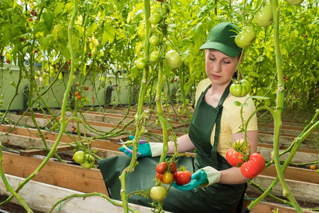 穿着制服的年轻女士, 在温室里切新鲜的西红柿。在温室工作