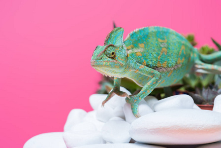 美丽的异国情调变色龙爬行在石头上孤立的粉红色照片