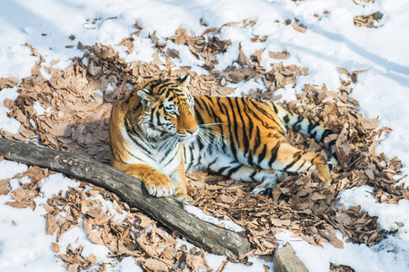 大老虎在雪地里, 美丽的, 野生的, 条纹的猫, 在开放的树林里, 直接看着我们