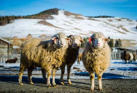 三只羊图片