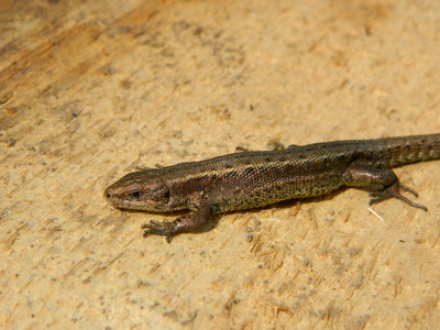 蜥蜴类目的爬行动物图片