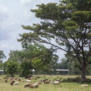 草地上的绵羊和山羊