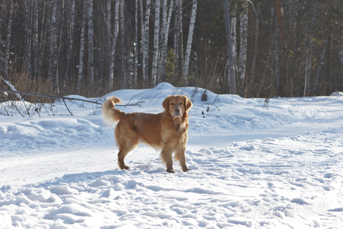 在性质上在雪上的黄金猎犬的肖像
