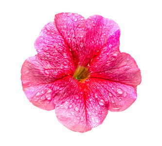 粉红色的矮牵牛花开花特写在白色背景上被隔绝。平躺, 顶部视图