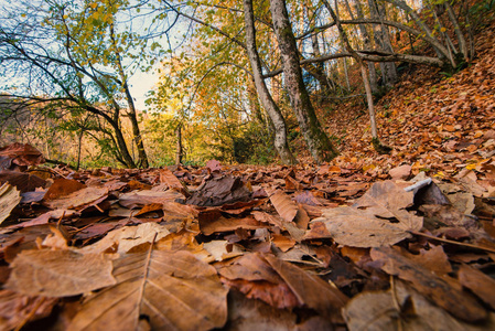秋叶在普利特维切湖国家公园。克罗地亚。欧洲