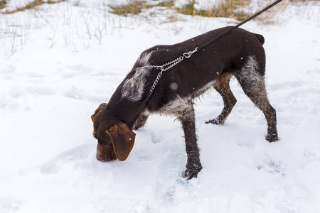 德国狩猎看门狗 drahthaar, 美丽的狗画像在冬天