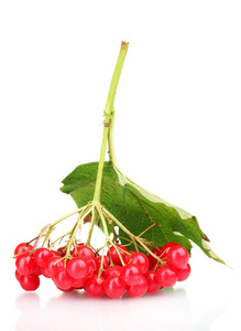 琼花与叶上白色隔离的红色浆果
