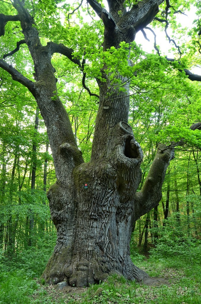 有非常大的橡树