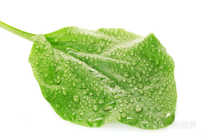 与滴在一张白纸被隔绝的芭蕉叶照片 正版商用图片04kp3e 摄图新视界 与滴在一张白纸被隔绝的芭蕉叶照片 正版商用图片04kp3e 摄图新视界