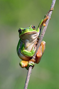 青蛙是在自然栖息地