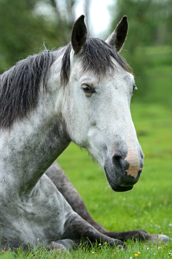 在绿色草地上的马