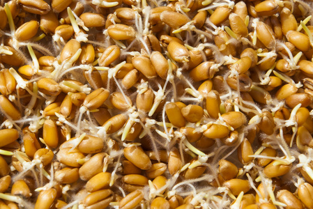 新鲜原料小麦胚芽图片