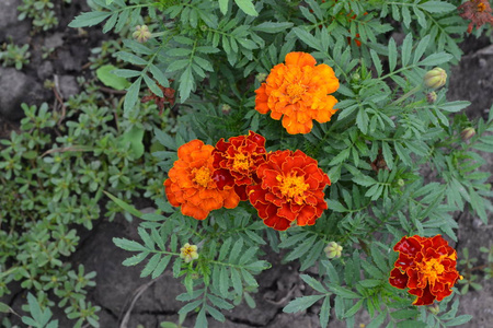 金盏花。万寿。花黄色或橙色。蓬松的芽。绿叶。花园。种花。水平