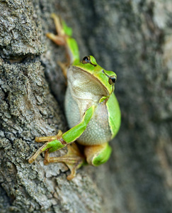 青蛙是在自然栖息地