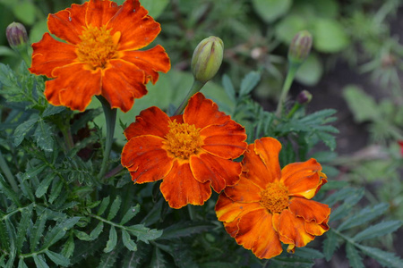 金盏花。万寿。花黄色或橙色。花园。花坛。种花。水平