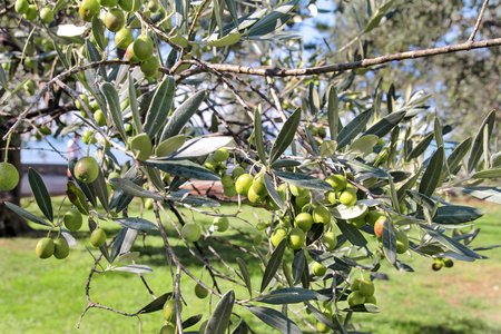 橄榄树树枝上的绿色橄榄。橄榄树, 绿色橄榄, 靠近。橄榄的概念, 传统。橄榄生长。健康食品。地中海