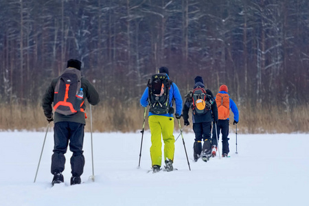 一群带着背包的滑雪者穿过森林在雪地里。旅游滑雪的概念