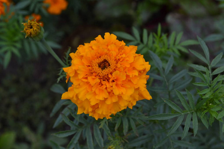 金盏花。万寿。万寿菊万寿菊。花黄色或橙色。蓬松的芽。绿叶。花园。花坛。种花。水平