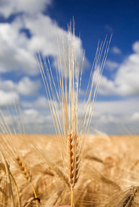 大麦.field.wheat.plant.farming