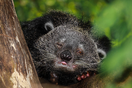 Binturong 睡在树上