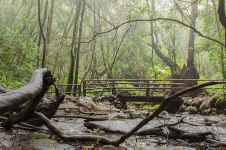 加那利群岛 La 拉戈梅拉, 加拉霍奈峰国家公园, 雾森林