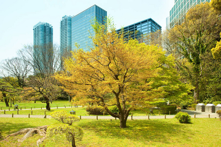 Hamarikyu 也哈马利休 花园和现代摩天大楼汐留地区, 中央病房, 东京, 关东地区, 日本本州