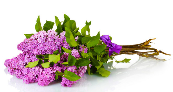 美丽的紫丁香花上白色隔离