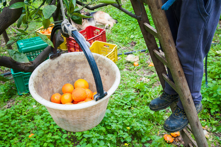白色篮子刚摘塔罗科橘子在收获季节