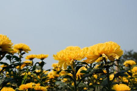 美丽黄色菊花