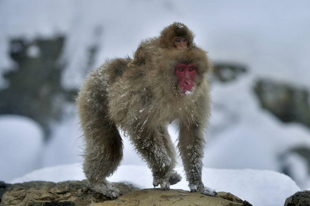 雪猴与幼崽。日本猕猴。科学名称 猕猴 fuscata, 又名雪猴