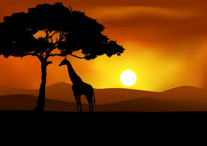 与长颈鹿非洲日落背景