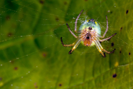 Araniella cucurbitina 和他的蛛网