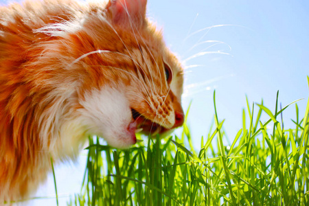 红猫在夏日草坪上吃新鲜青草