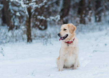 金黄猎犬宠物在室外在冬天时间