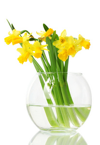 孤立在白色透明花瓶里的美丽黄色水仙